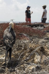 A female frigate guards the nest and the iguana team have some lunch.